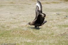 Raubmöve (Skua) (13 von 16).jpg